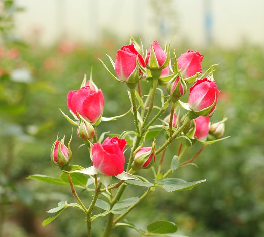 rose